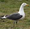juvenile LBBG in October, ringed in Norway. (131273 bytes)